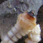 larve da  identificare: Cerambycidae e Buprestidae